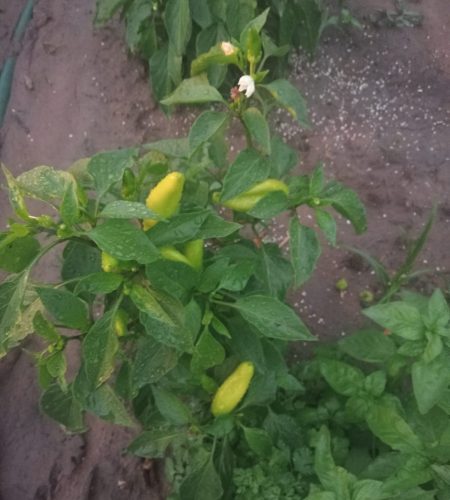 A close-up image of a young Carolina Reaper chili plant in a South African farm, showing unripe pale yellow peppers and new growth.
