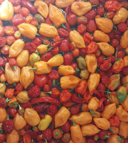 A close-up view of a fermentation salt bath filled with vibrant orange Habanero peppers and red Ghost peppers, showing the natural process used to create artisanal hot sauce