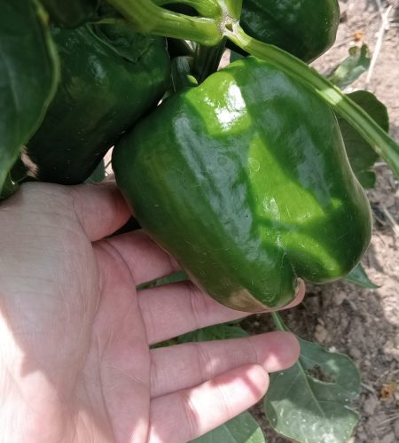 A close-up image of a hand gently holding a large, glossy green bell pepper growing on a plant in the Booysens Peppers family garden.