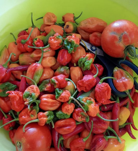 A close-up image of a fresh harvest of vibrant red and orange Habanero and Carolina Reaper chili peppers with two ripe tomatoes in a green bowl, ready for crafting into artisanal hot sauce.