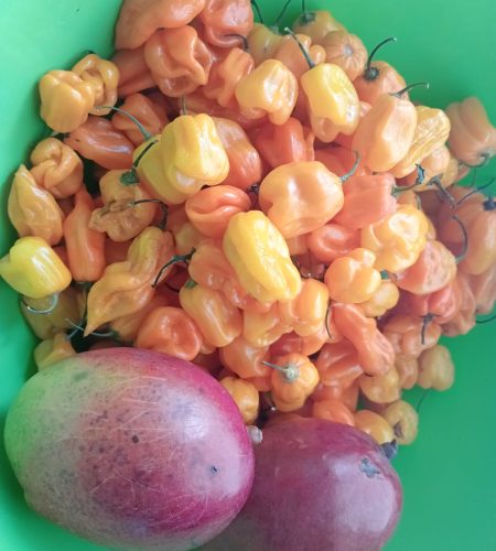 A close-up image of a vibrant pile of freshly picked orange and yellow Habanero peppers next to two ripe mangoes in a bright green bowl, perfect for making a fruity hot sauce.